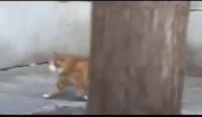 Housing Market and Inflation affecting cat real estate
