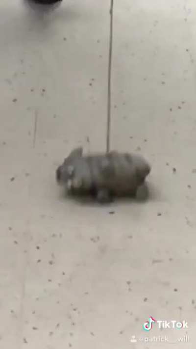 ? Taking a pig to the supermarket ?