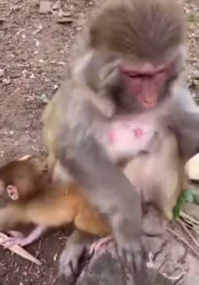 ? Even monkeys doesn't like the banana strings