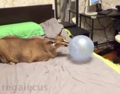 Caracal vs Balloon