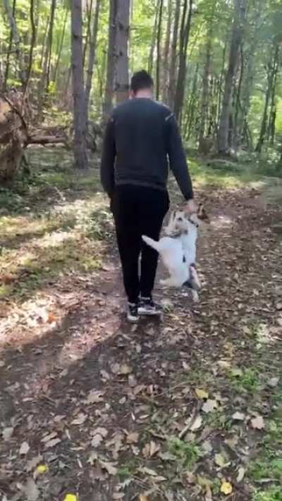 Dog carrier