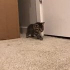 Sneaky sneaky