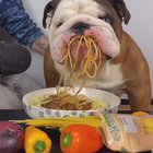 Dog eating spaghetti