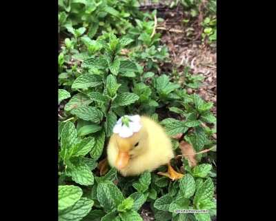 If you are still feeling sad here is THAT duck with a blue flower ???