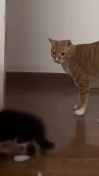 miscatculation