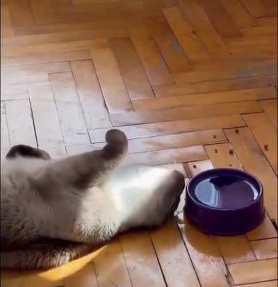 Kitty ignores physics for a sip