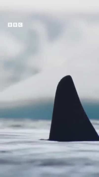 ? Orcas producing a sub-surface wave