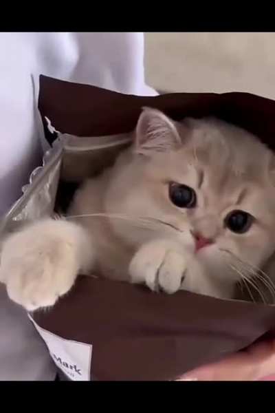 🥺