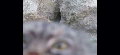 Derpy Pallas Cat