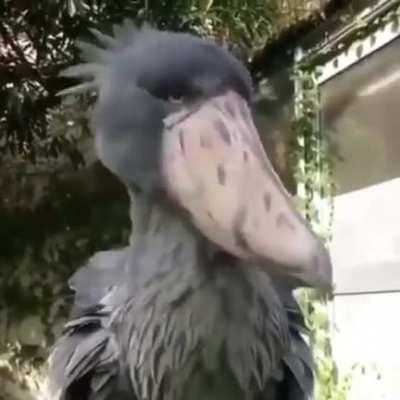 ? The Shoebill Stork, native to East Africa, is seen as one of the most terrifying birds on the planet.