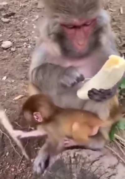 Even Monkeys do not eat the banana strings.