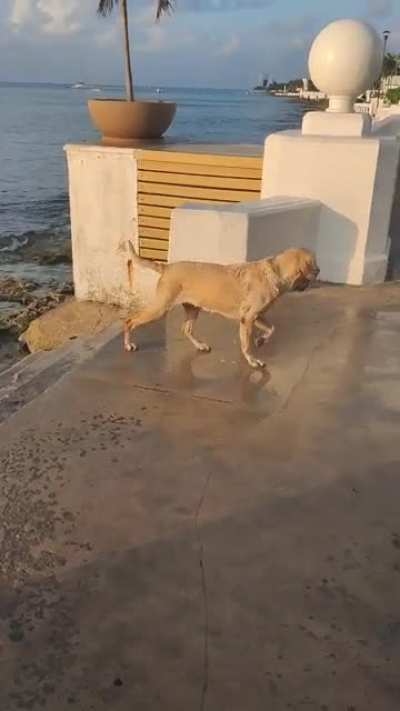 a golden retriever retrieving during golden hour