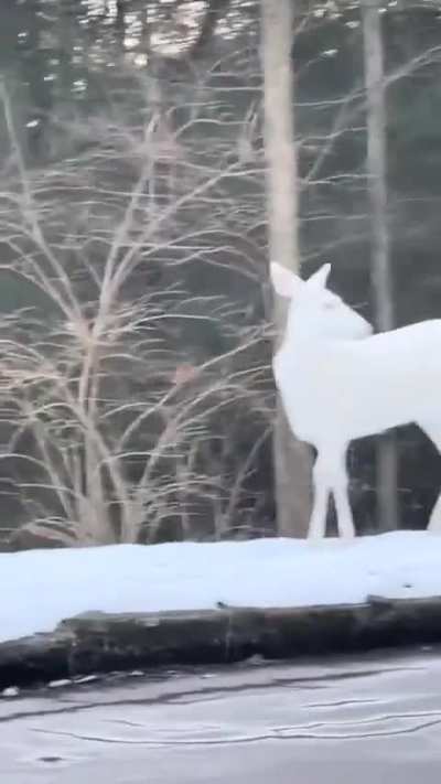 ?Albinism is extremely rare, occurring in about 1 in 30,000 deer