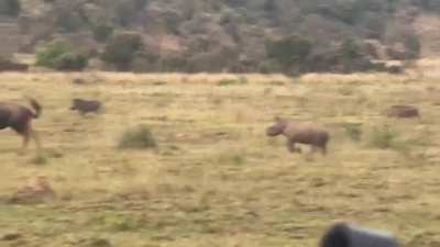 ? A baby rhino playfully charging a wildebeest before running back to mom