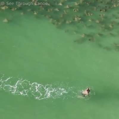 ? Large group of rays heading towards a guy swimming back to shore