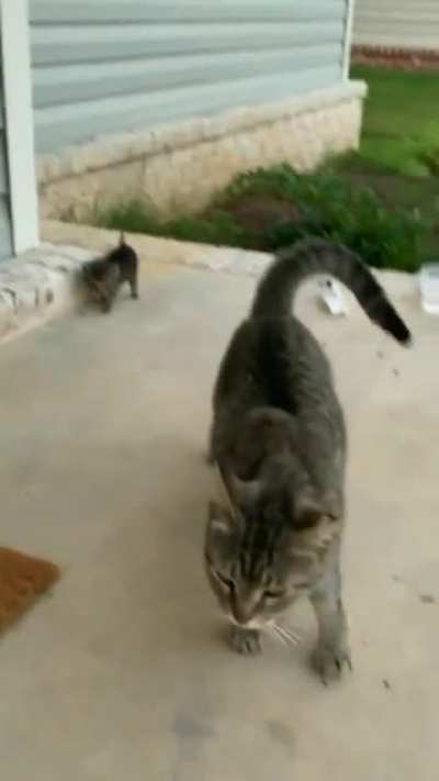 Stray cat had been getting food, water and love from a couple for a while, so she trusted them enough to bring her kitten along...