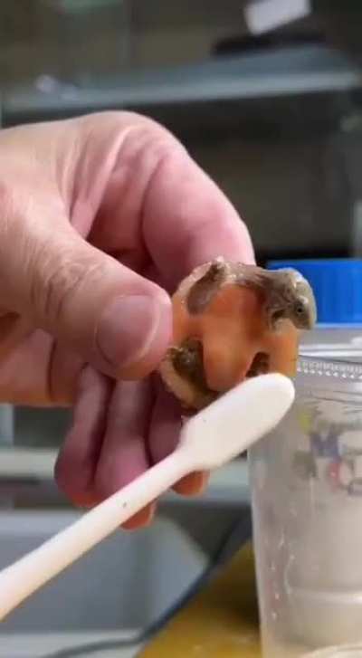 FunnyAnimals - Video #7251