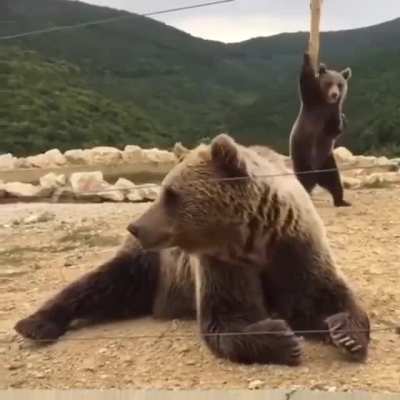 ? This Pole Dancing Bear and its nonchalant mate