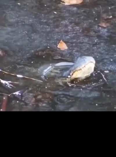 same typa person to release a goldfish in the sea and thinks they're saving them