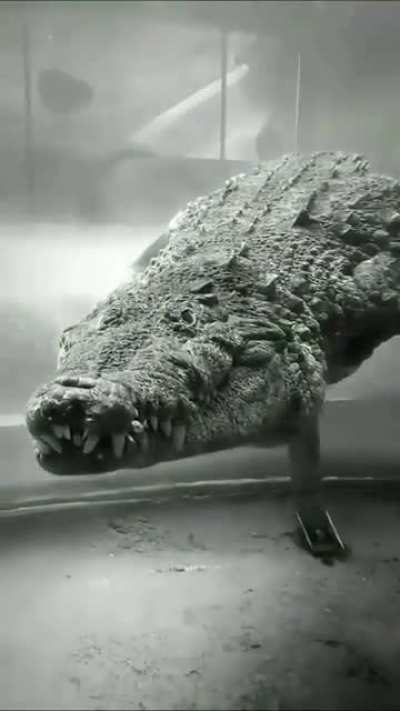 ? American Saltwater Crocodile ?