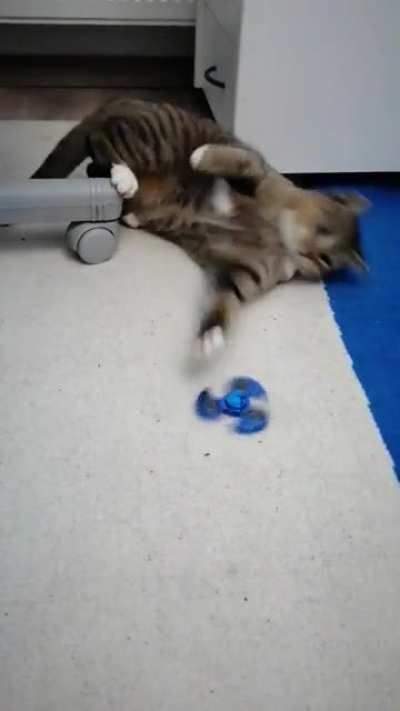 Soo my cat found my old fidget spiner....