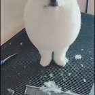 2-legged floofegg