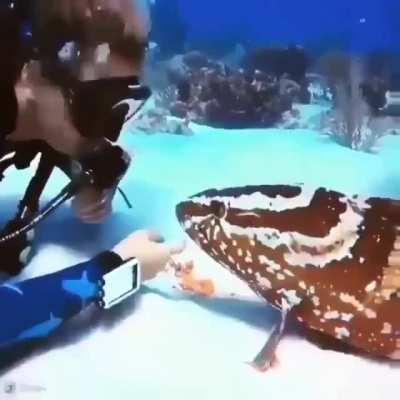 ? A fish and a human while scuba diving