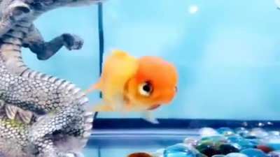 This is my little goldfish Mango ?