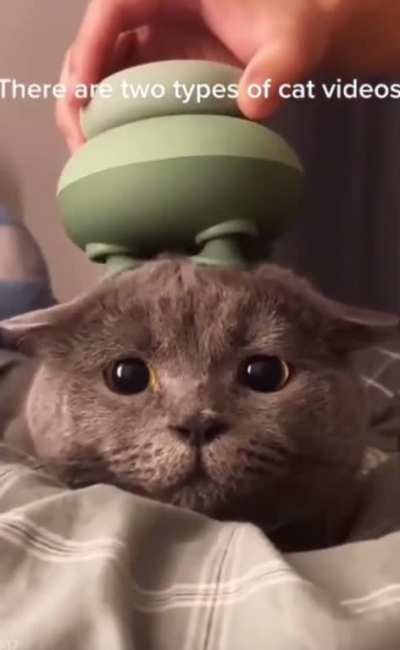 Cat videos