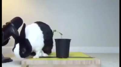 Rabbit?