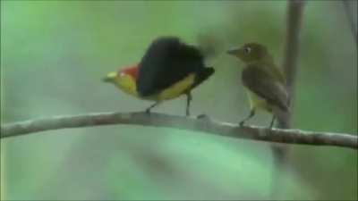 Mating Dance