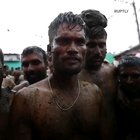 The Cow dung fight !