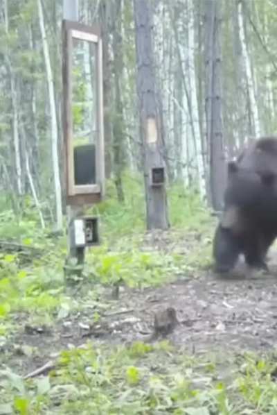 Bear is surprised when he looks in the mirror ?