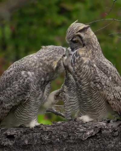 ? An unguarded moment between two owls