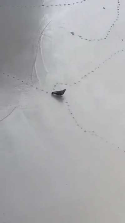 After all that work this pigeon did not care ?