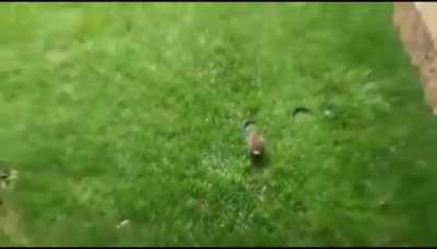 ? Bunny vs Snake