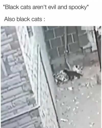 Arson Cat