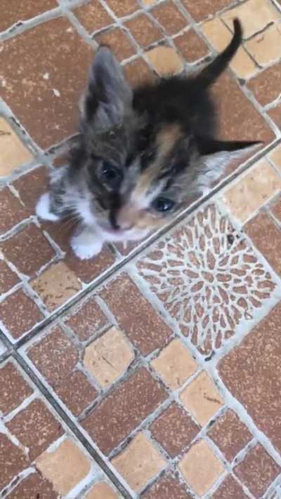 smol screm