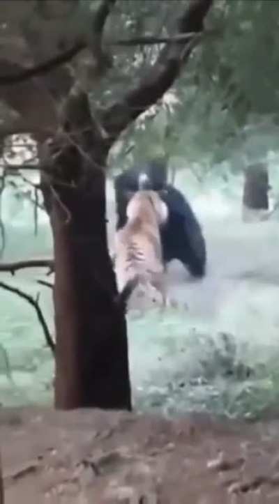 Tigers smacks bear’s booty, but bear wasn’t feeling it ?