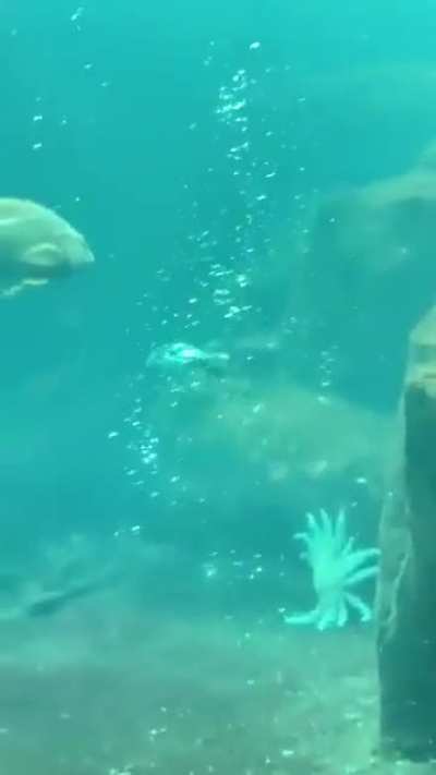 A puffin flying underwater
