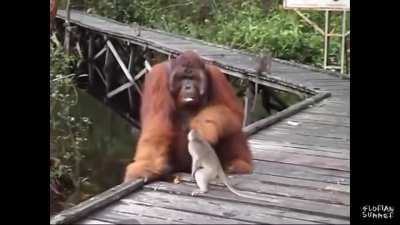 Stealing banana ?