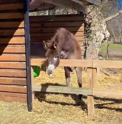 I’ll just horse around