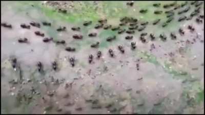 Truce between termites(top) and ants(bottom) with each side having their own line of guards.