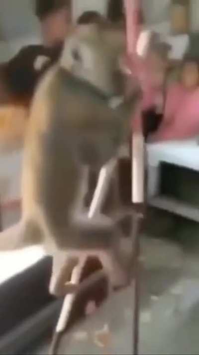 Monkey on extended legs