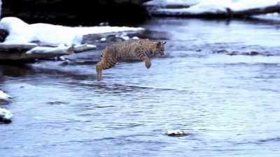 ? A bobcat (Lynx rufus) jumps over a river in a single leap.