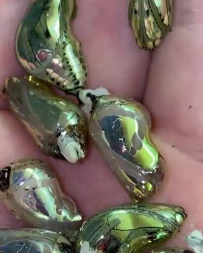 ? Tithorea Harmonia Pupae ???