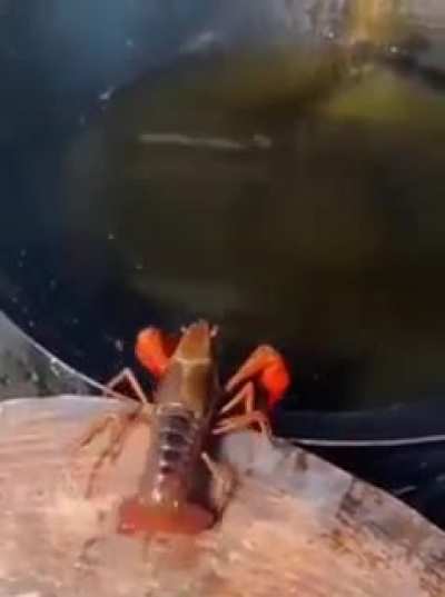 Cute little lobster!