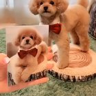 Dog reenacting poses from pictures.