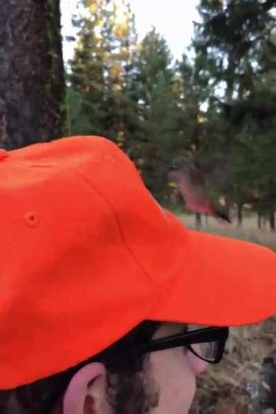 Hummingbird mistakes hunterâs hat as some kind of flower.