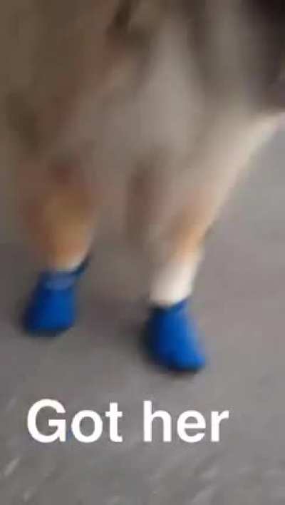My sister sent me this video of our late Aussie (warning: contains dated meme content ?)